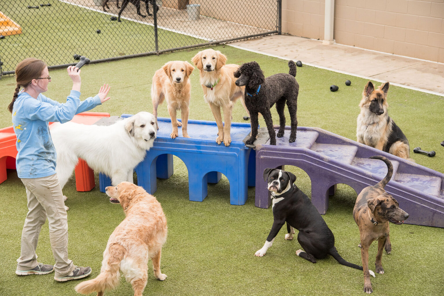 A Pawtropolis employee training dogs (Submitted photo)