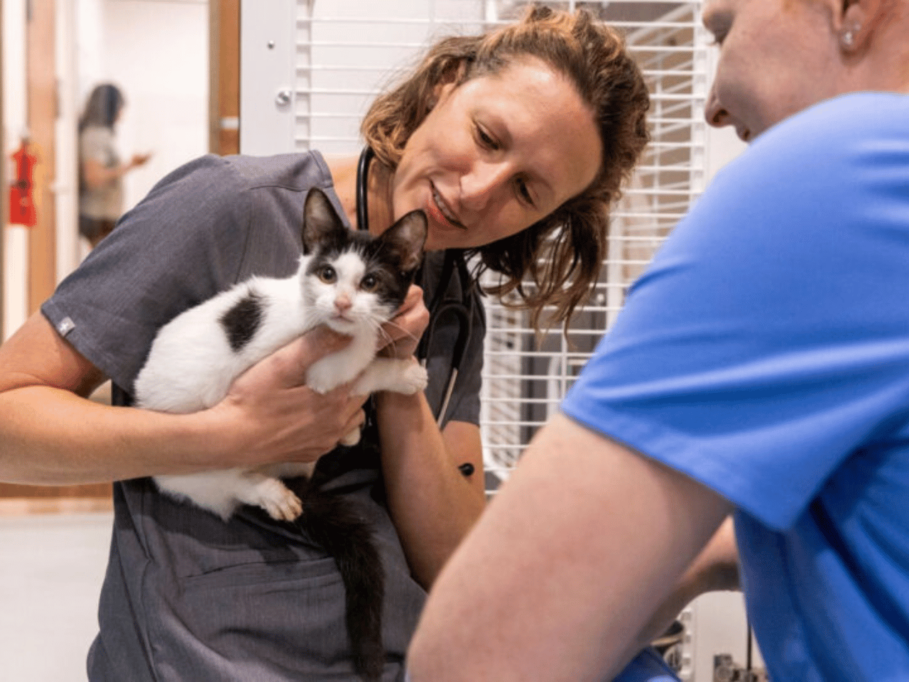 A vet holds a kitten with another staff member pictured.