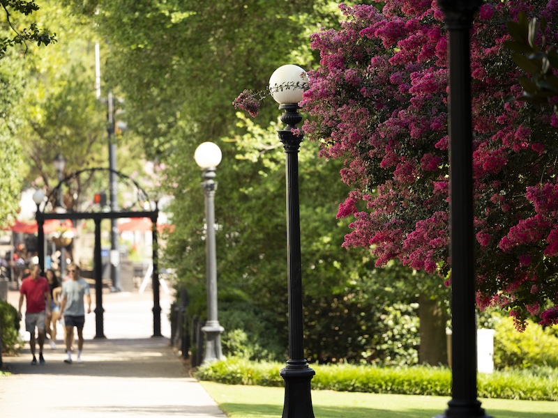 Detail of blooming flowers on a crepe myrtle tree on the North Campus Quadrangle with the Arch in the background.