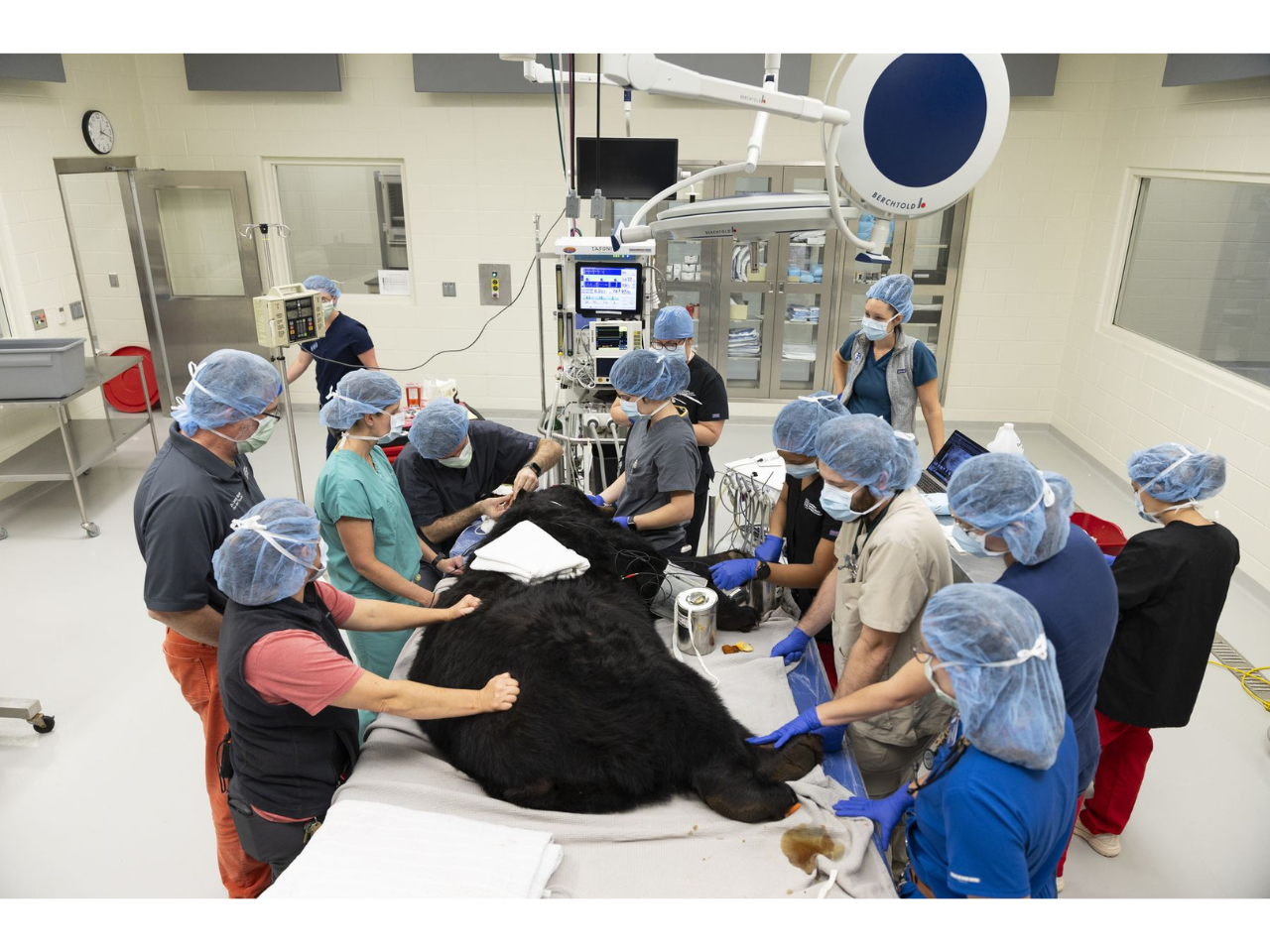 The medical team performs dental surgery on D.J. the black bear at the UGA Veterinary Teaching Hospital.